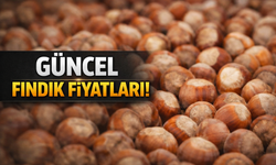 “Bugün Fındık Kaç Para?” Sakarya’da Güncel Fındık Fiyatları Belli Oldu