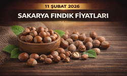 Sakarya’da Fındık Fiyatları 11 Şubat 2026: Güncel Rakamlar Açıklandı! Bugün Fındık Kaç TL?