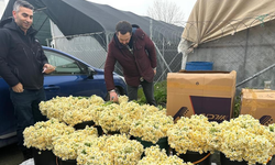 Sevgililer Günü Öncesi Gül Piyasasında İthal Ürünler Öne Çıkıyor