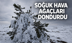 Soğuk hava ağaçları dondurdu