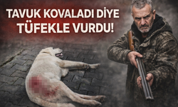 Tavuk kovaladı diye tüfekle vuruldu!