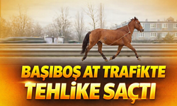 Başıboş at trafikte tehlike saçtı