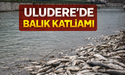 Hendek’te Derede Toplu Balık Ölümleri: İnceleme Başlatıldı