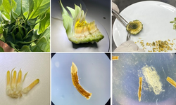 SUBÜ’den ayçiçeği ıslahında dev adım: 8 yıllık süre kısalacak