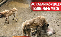 Aç kalan köpekler birbirini yedi