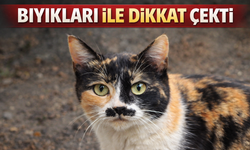 Sakarya'nın bıyıklı kedisi görenleri gülümsetti