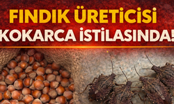 Fındık Üreticisi Kokarca İstilasında