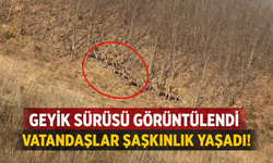 İnegöl’de geyik sürüsü görüntülendi: Vatandaşlar şaşkınlık yaşadı