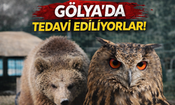 Gölya Tabiat Parkı Yaralı Yaban Hayvanlarına Umut Oluyor