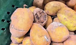 Çürük ürünler ve tarihi geçmiş gıdalar satıştan kaldırıldı