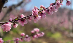 Küllerin Arasından Doğan Umut
