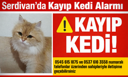 Serdivan’da Kayıp Kedi Alarmı: Sahipleri Yardım Bekliyor