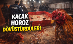 Kaçak horoz dövüştürdüler!