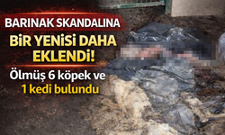 Barınak skandalına bir yenisi daha eklendi