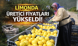 Limon fiyatları uçuşta: Üretici fiyatı 1 yılda yüzde 410 arttı