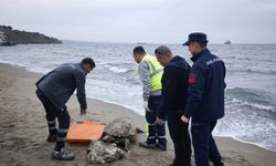 Tekirdağ Sahilinde Ölü Caretta Caretta Bulundu