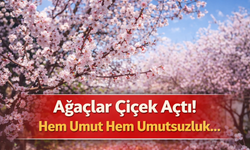 Ağaçlar Çiçek Açtı!