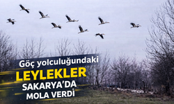 Göç yolculuğundaki leylekler Sakarya'da mola verdi