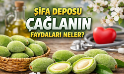 Çağla Hangi Bölgelerinde Yetişir, Faydaları Neler?