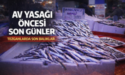 Av yasağı öncesi son günler: Tezgahlarda son balıklar