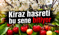 Kiraz hasreti bu sene bitiyor