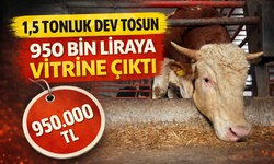 1,5 tonluk dev tosun, 950 bin liraya vitrine çıktı