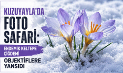 Kuzuyayla’da Foto Safari: Endemik Keltepe Çiğdemi Objektiflere Yansıdı