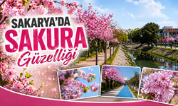 Sakarya’da Sakura Güzelliği: Bahar Renkleri Şehri Sardı