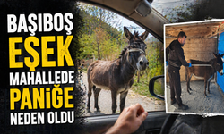 Karasu’da Başıboş Eşek Mahallede Paniğe Neden Oldu