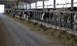 Devlet desteğiyle kurduğu yem otomasyon sistemi ile süt verimini artırdı