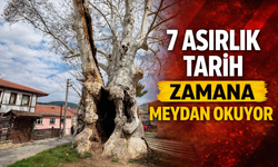 Taraklı’daki 7 Asırlık Çınar Zamana Meydan Okuyor
