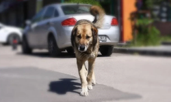 Yargıtay’dan Emsal Karar: Köpek Saldırısında Sahibine Tazminat Onandı