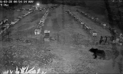 Bursa’da Arı Kovanlarına Gece Baskını!