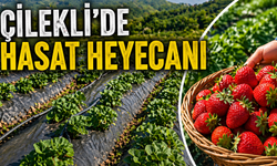 Çilek Hasadı İçin Geri Sayım Başladı!
