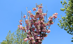 Sakarya’da Sakura Güzelliği! Çark Deresi Renk Cümbüşüne Döndü