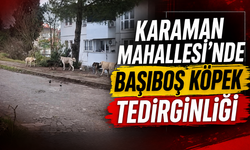 Karaman Mahallesi’nde Başıboş Köpek Tedirginliği
