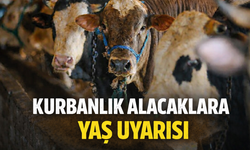Kurbanlık alacaklara "yaş" uyarısı