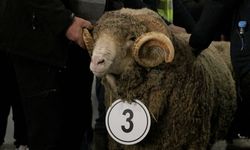 Tekirdağ'da 'Damızlık Koç Yarışması' düzenlendi