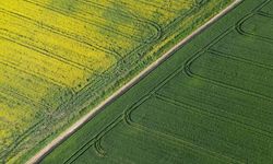 Tekirdağ'da kanola çiçekleri ve buğday başakları tarlaları renklendirdi