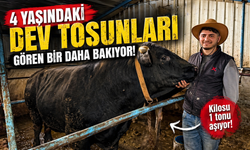 Sakarya’da Kurban Pazarı Hareketlendi: Dev Tosunlar İlgi Odağı Oldu