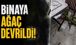 Binaya ağaç devrildi!