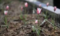 Bornova Lalesi ilçeye umut ve renk getirdi
