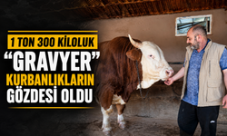 Kocaeli’de 1 Ton 300 Kiloluk “Gravyer” Kurbanlıkların Gözdesi Oldu