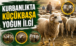 Kurbanlıkta küçükbaşa yoğun ilgi