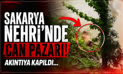 Sakarya Nehri’nde akıntıya kapılan inek telef oldu