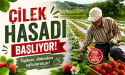 Çilek üreticisi maliyetlerden dertli: “Sadece fideye 275 bin lira verdik”