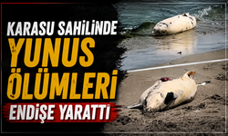 Karasu Sahilinde Yunus Ölümleri Endişe Yarattı