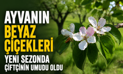 Ayvanın beyaz çiçekleri yeni sezonda çiftçinin umudu oldu