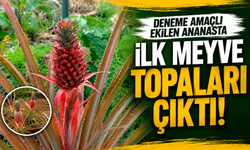 Alanya’da Deneme Amaçlı Ekilen Ananaslarda İlk Meyve Heyecanı