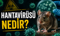 Hanta Virüsü Nedir? İnsandan İnsana Bulaşır mı? Belirtileri ve Korunma Yolları Neler?